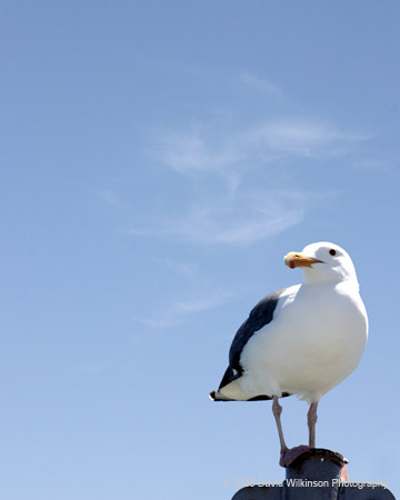 Birds007