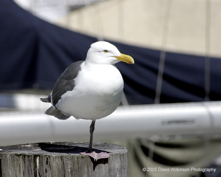 Birds009