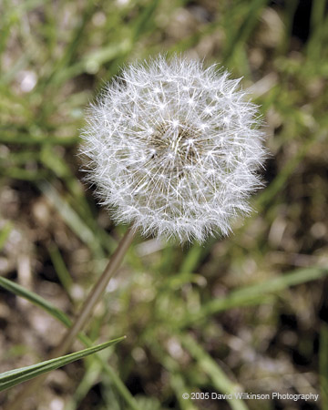 Dandelion01