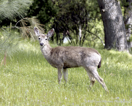 Deer004