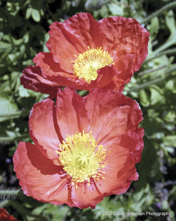 Flowers015