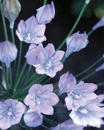 Flowers021