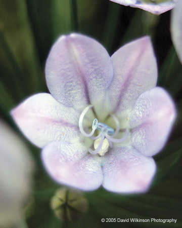 Flowers024