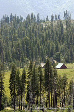 ForestaCA