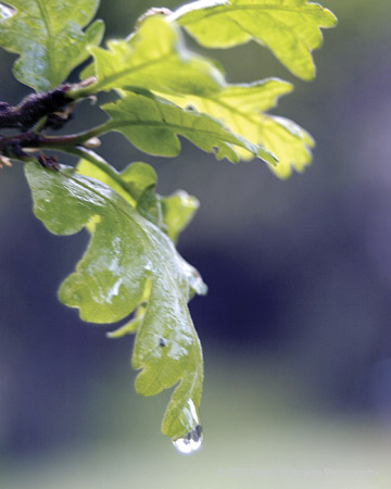 Leaves003