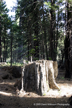 LightintheForest