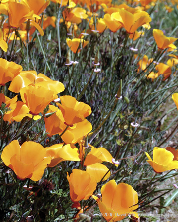 Poppies003