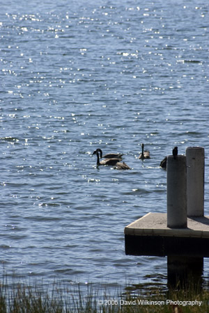 SummerGeese