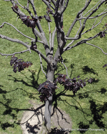 Trees007