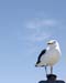 Birds007