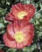 Flowers015