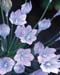 Flowers021