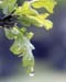 Leaves003