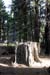 LightintheForest